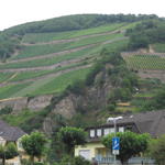 Reinin laakson viiniviljelmiä
