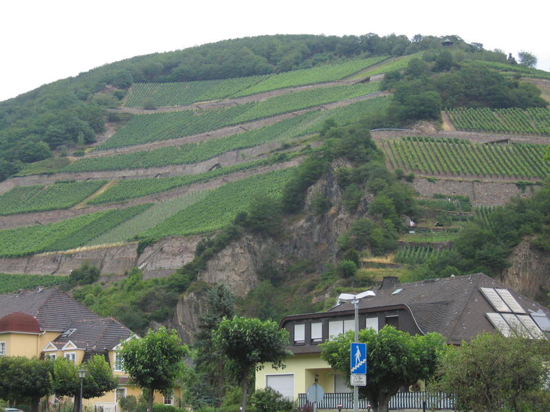 Reinin laakson viiniviljelmiä