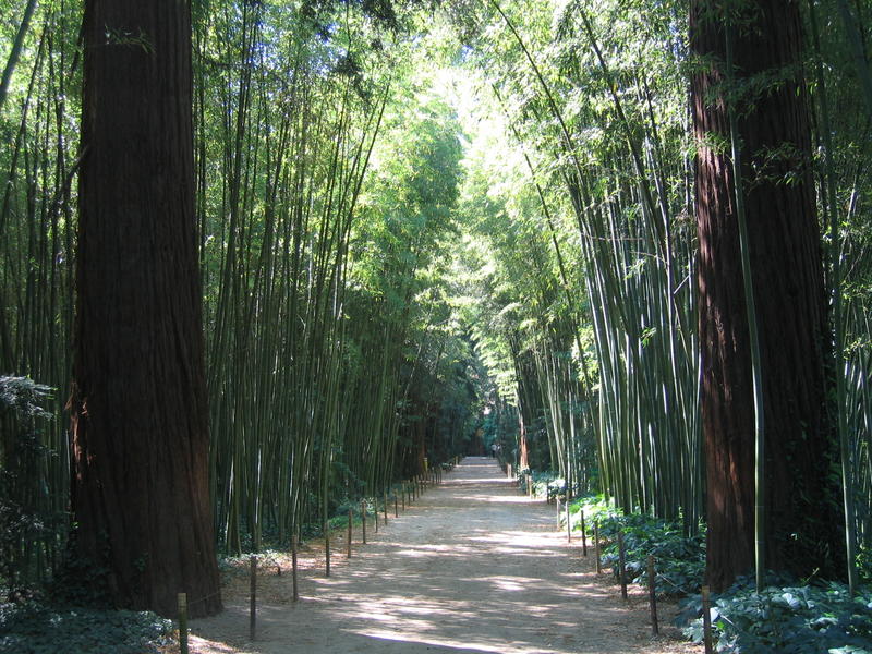 Bambukuja