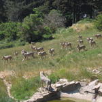 Loups de Gevaudan