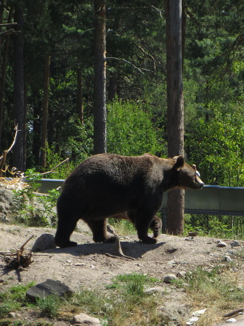 Paikallista eläimistöä