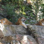 Tiikerit tarkkailemassa