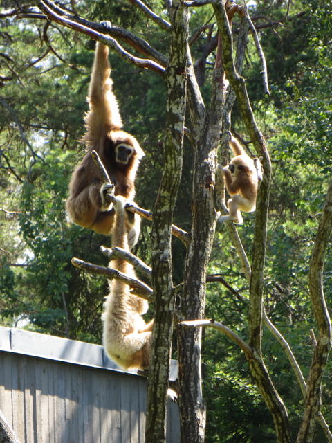 Gibbonit